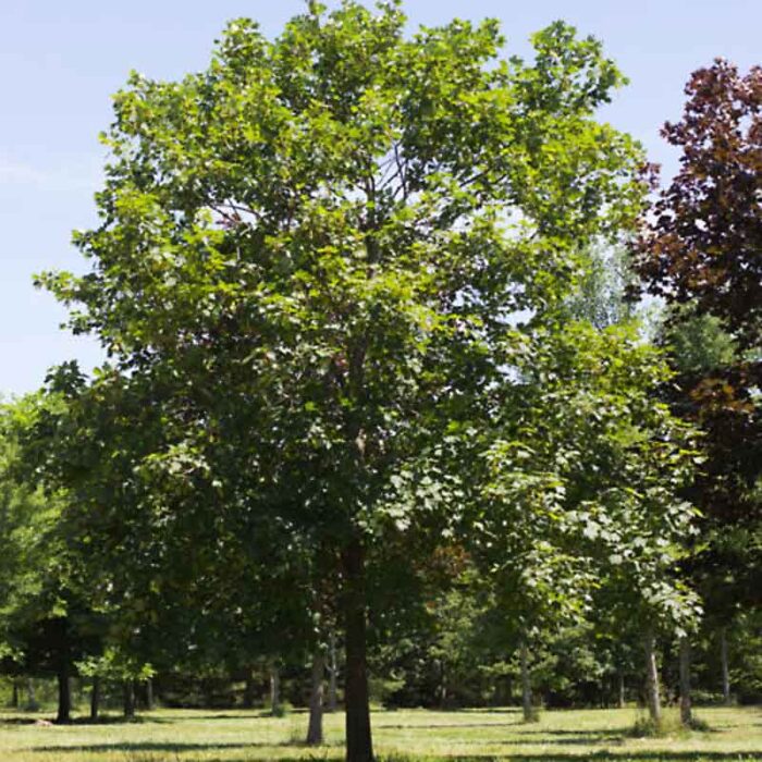 Acer Pseudoplatanus Swamp White Oak