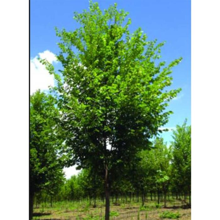American Valley Forge Elm