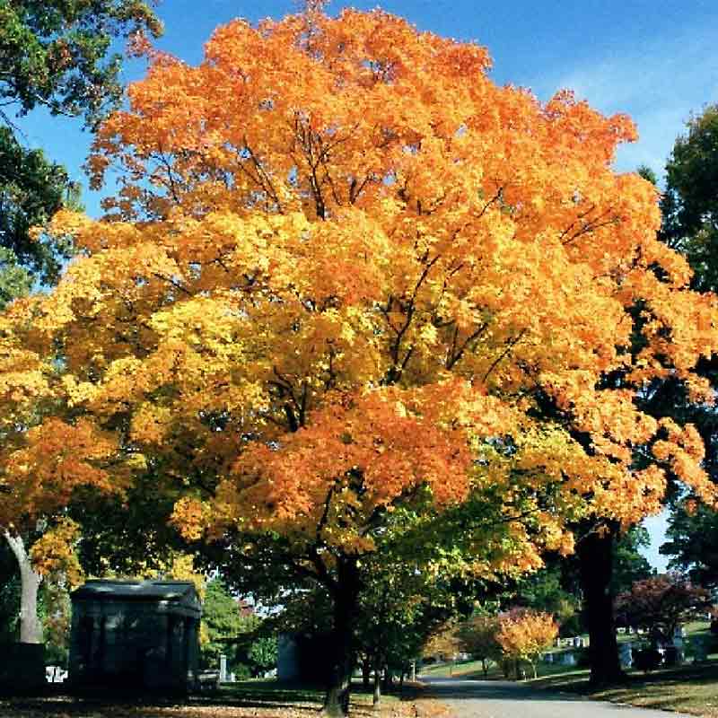 American Valley Forge Elm Fall