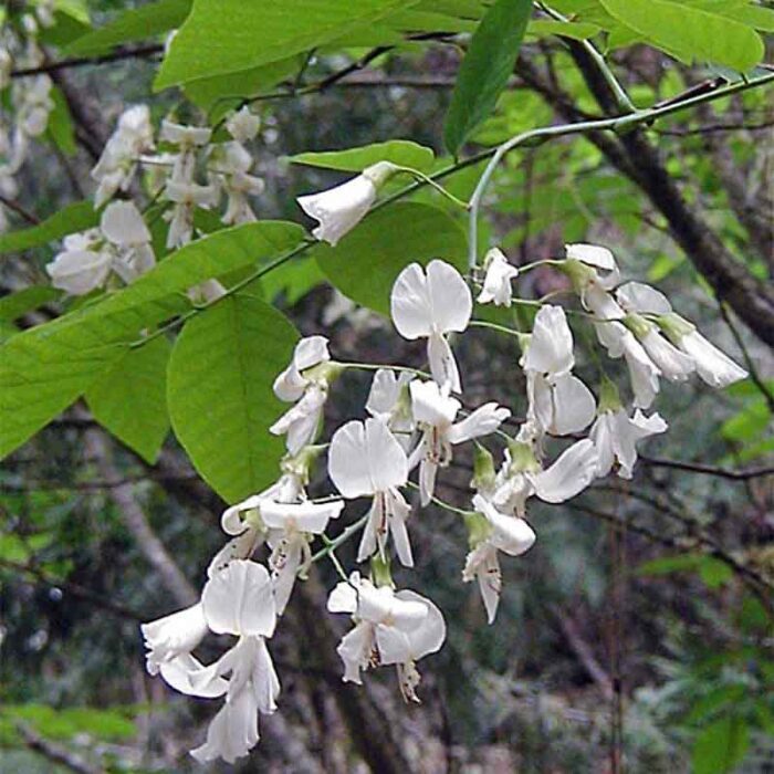 American Yellowwood Flower Panicles