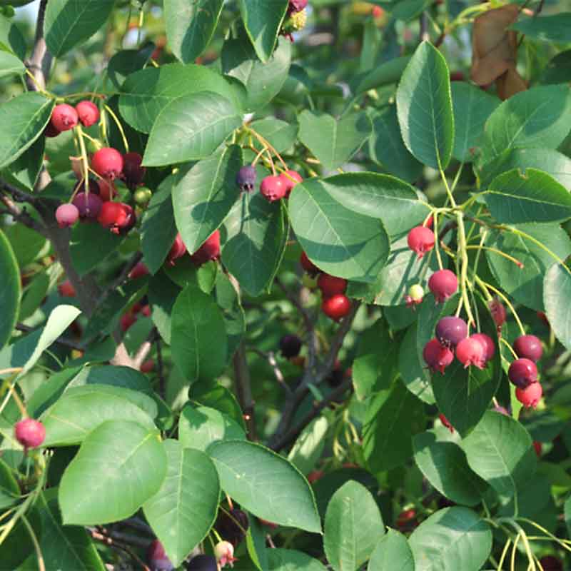 serviceberry autumn brilliance fruit taste