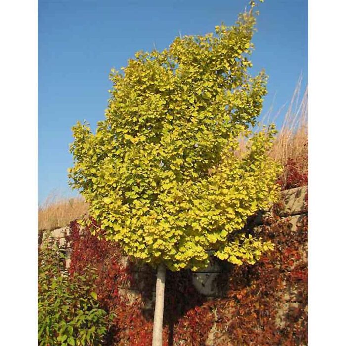 Autumn Gold Ginkgo Biloba Tree