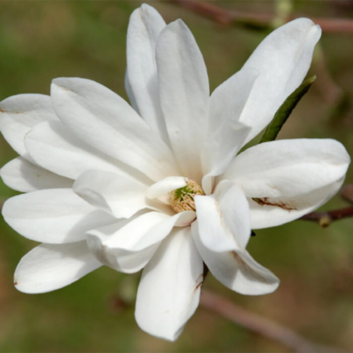 Ballerina Magnolia Flower