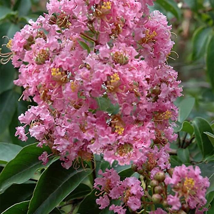 Biloxi Crape Myrtle Flower