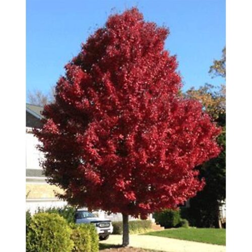 Brandywine Red Maple Tree