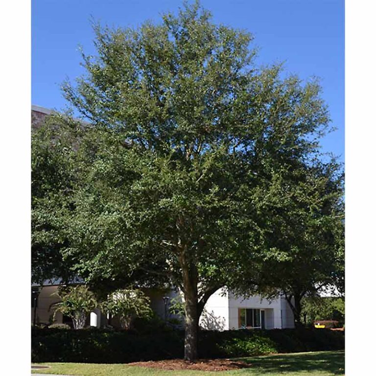 Quercus Cathedral Cathedral Live Oak Tidewater Trees