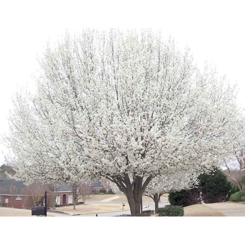 Cleveland Select Flowering Pear Tree