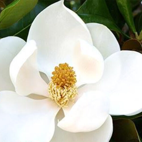 Magnolia Grandiflora "D.D. Blanchard" "D.D. Blanchard" Magnolia