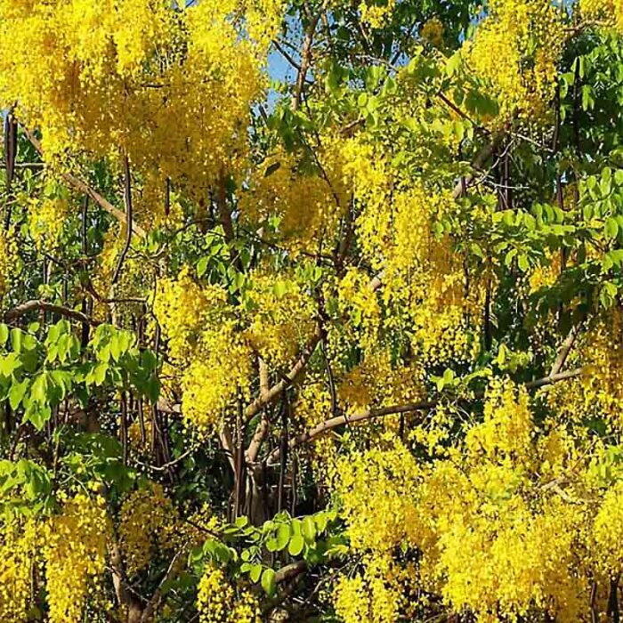 Golden Rain Tree Flowers