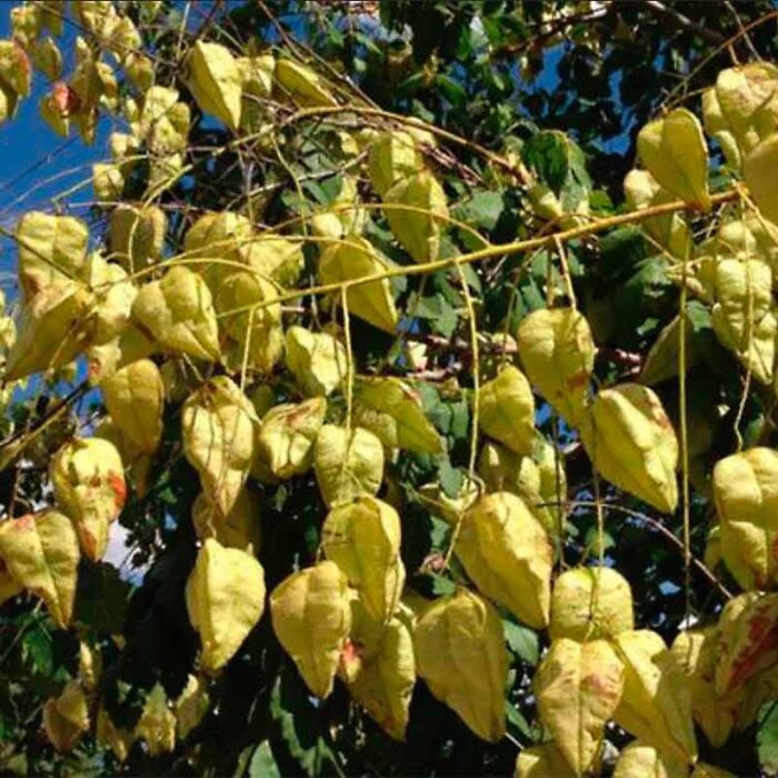Golden Rain Tree Seed Pods