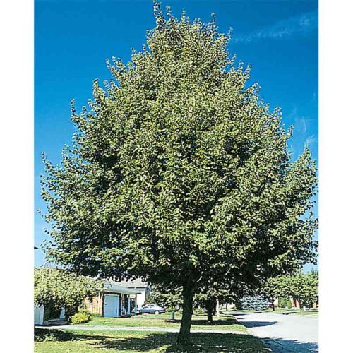 Greenspire Linden Tree