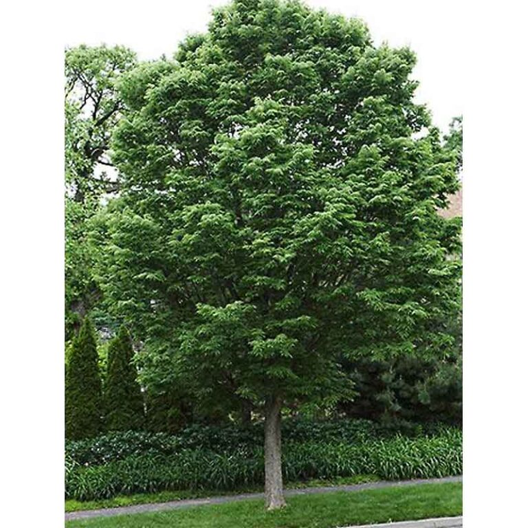 Celtis Occidentalis Hackberry Tidewater Trees