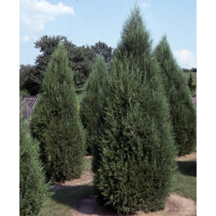 Juniperus Virginiana Idyllwild
