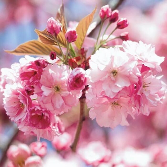 Kwanzan Flowering Cherry Flowers