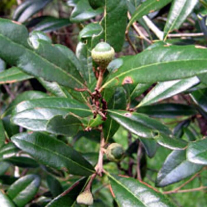 Laurel Oak Leaves Acorn
