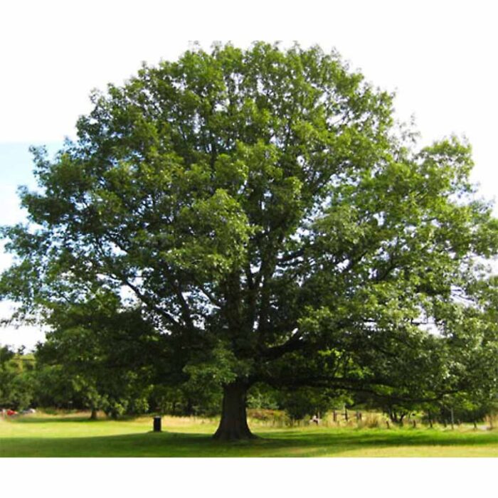 Laurel Oak Tree