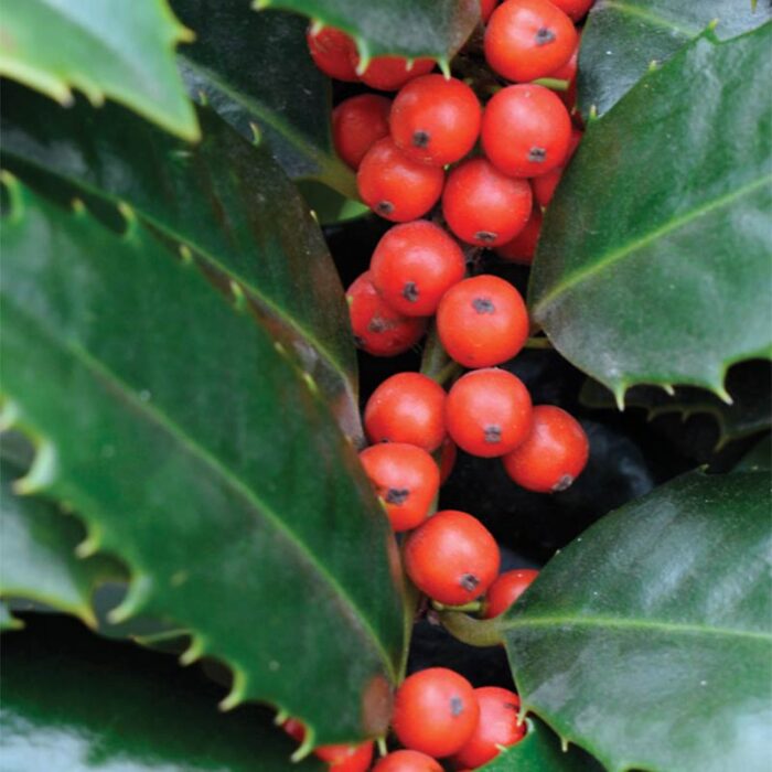 Mary Nell Holly Foliage Berries