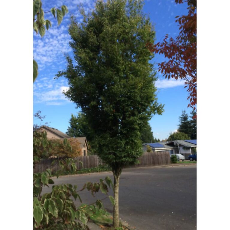 Zelkova Serrata "Musashino" Musashino Columnar Zelkova Tidewater Trees