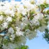 Natchez Crape Myrtle Flowers