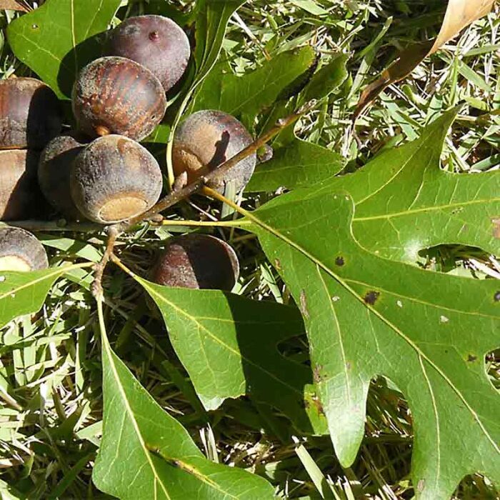 Nuttall Oak Leaves Acorns