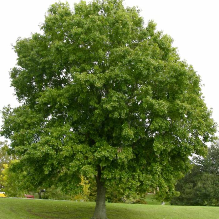 Nutall Oak Tree