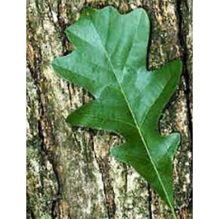 Overcup Oak Leaf Bark