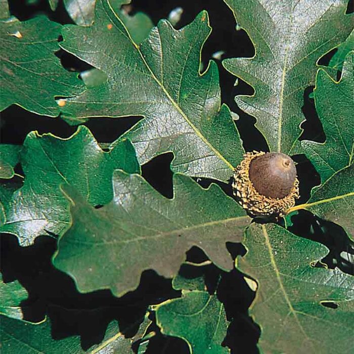 Overcup Oak Leaves Acorn