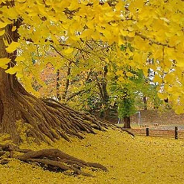 Ginkgo Biloba "Presidential Gold" Ginkgo Tree Tidewater Trees