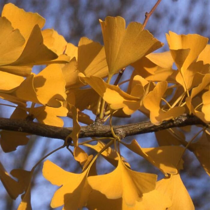 Presidential Gold Ginkgo Tree Foliage