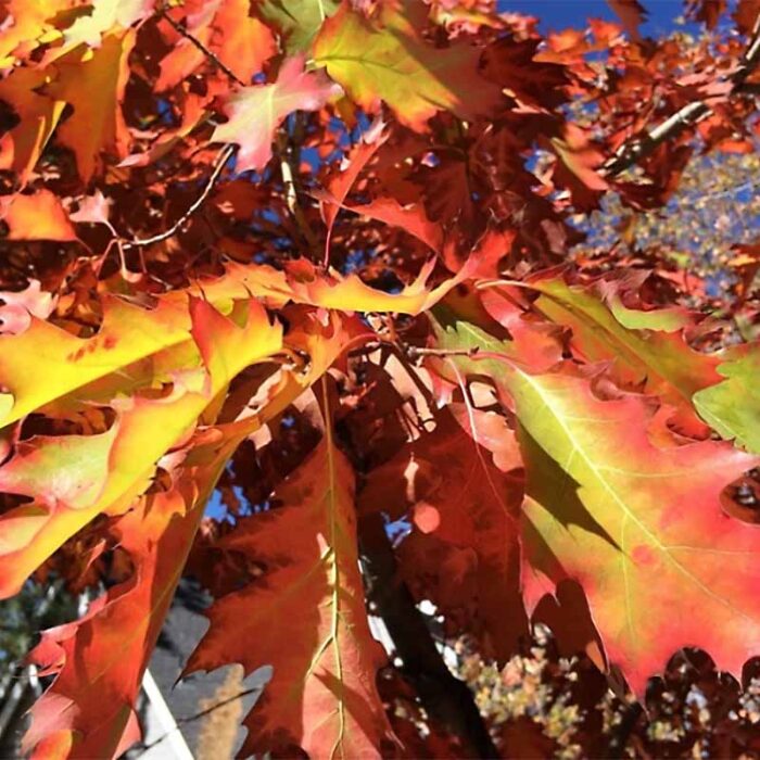 Red Oak Fall Foliage