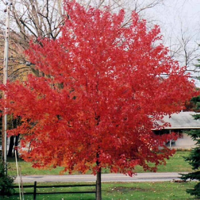 Red Sunset Red Maple