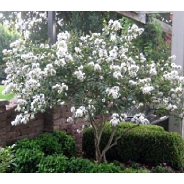 Sarahs Favorite Crape Myrtle Tree