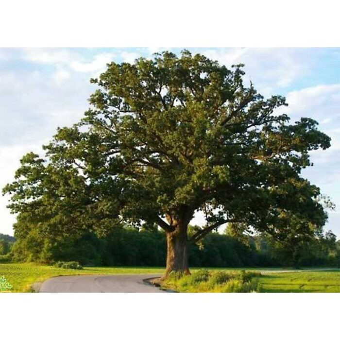 Shumard Oak