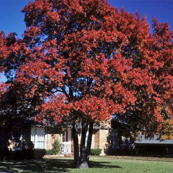 Shumard Oak Autumn