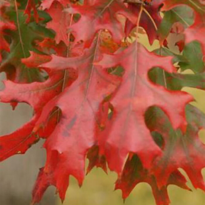 Shumard Oak Foliage