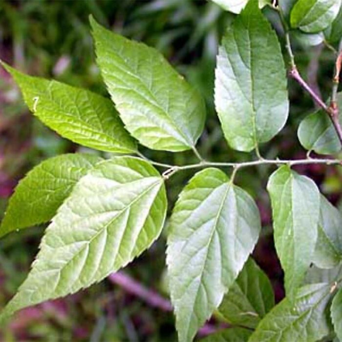 Southern Hackberry Foliage