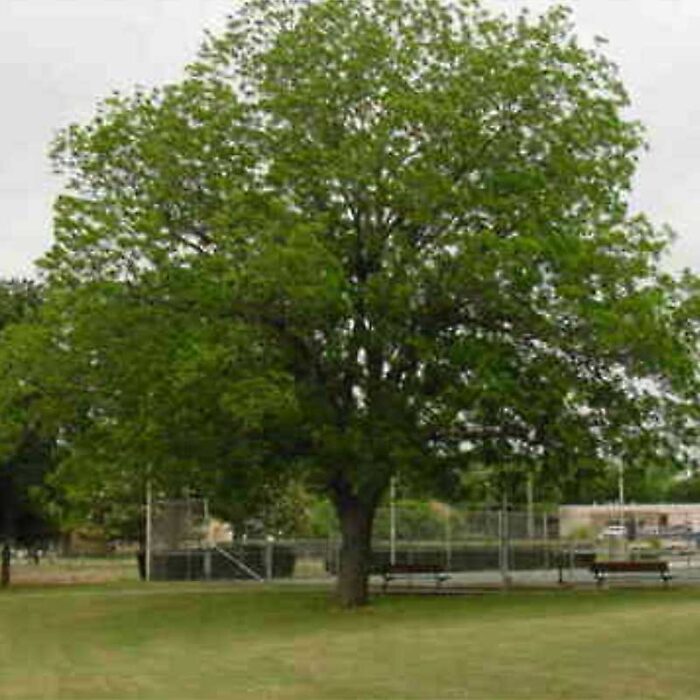 Sumner Pecan Tree