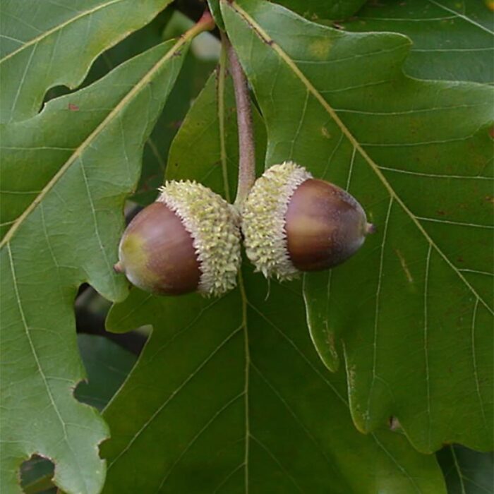 Swamp White Oak Leaves Acorns