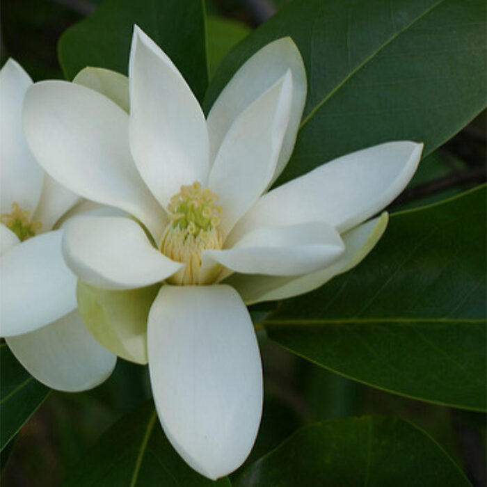 Sweetbay Magnolia Flower