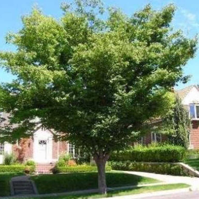 Zelkova Serrata "Village Green" Village Green Zelkova Tidewater Trees