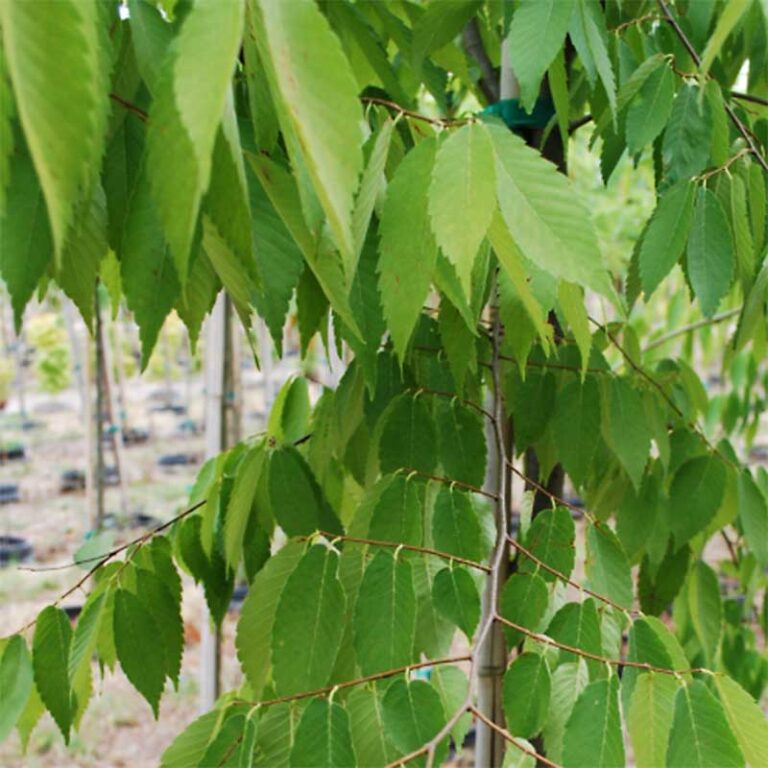 Zelkova Serrata "Village Green" Village Green Zelkova Tidewater Trees