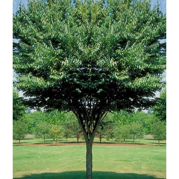 Zelkova Serrata "Village Green" Village Green Zelkova Tidewater Trees