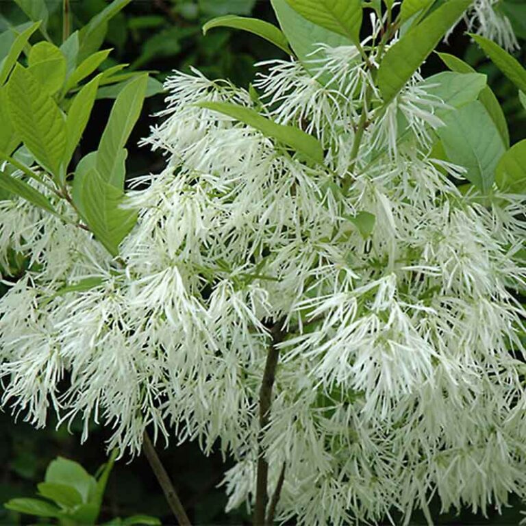 Chionanthus Virginicus White Fringe Tree MultiStem Tidewater Trees