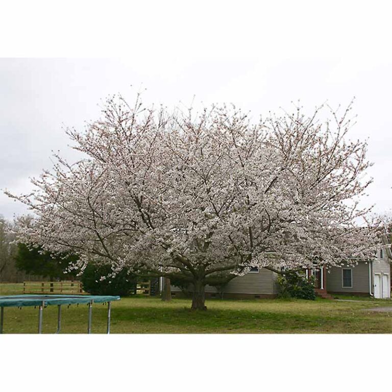 Prunus Yedoensis