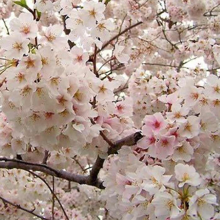 Yoshino Flowering Cherry Flowers