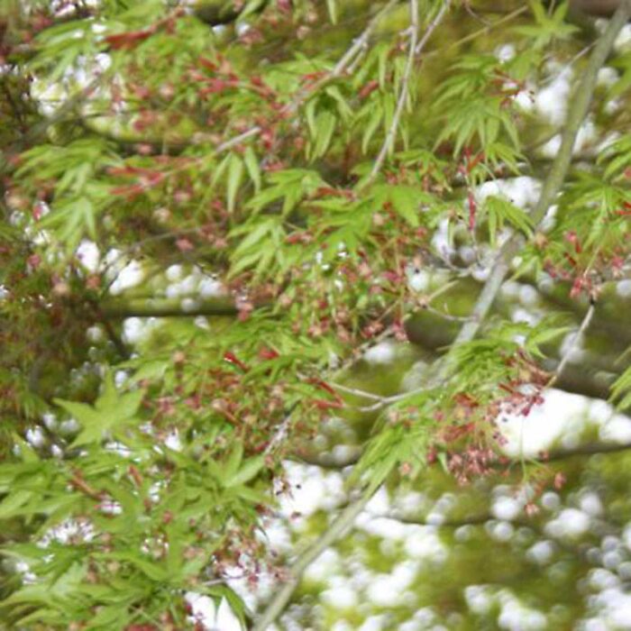 Acer Palmatum Japanese Maple 1