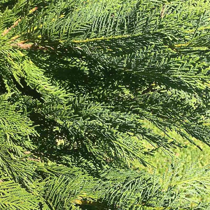 Eastern Red Cedar Juniperus Virginiana