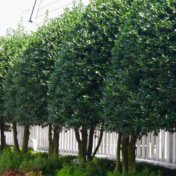 Ligustrum "Lucidum" Glossy Privet Tidewater Trees