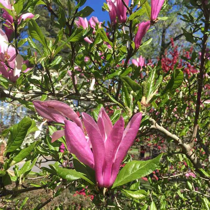 Magnolia Grandiflora Jane