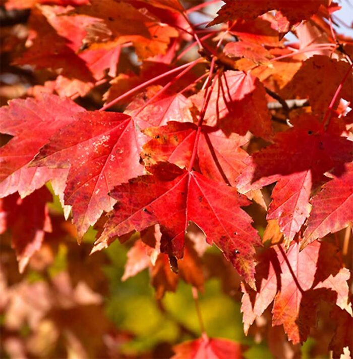 Sun Valley Red Maple Foliage